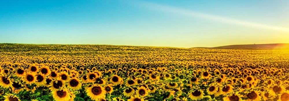 С Днем независимости