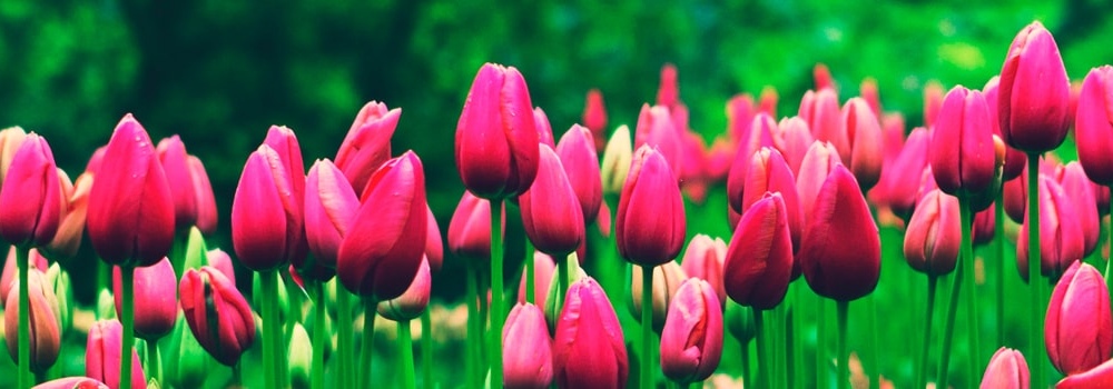 Поздравление с 8 марта