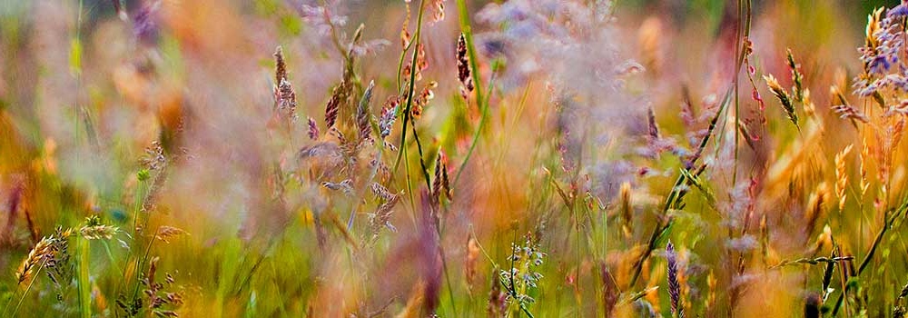 Поздравление с Троицей