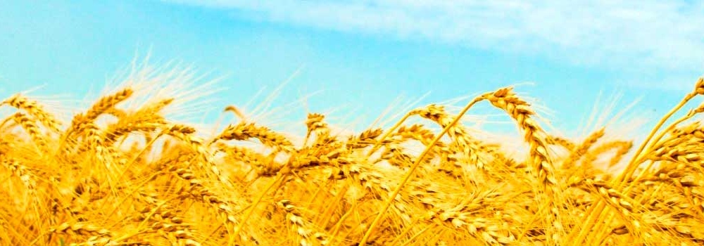 Поздравление с Днем Конституции Украины