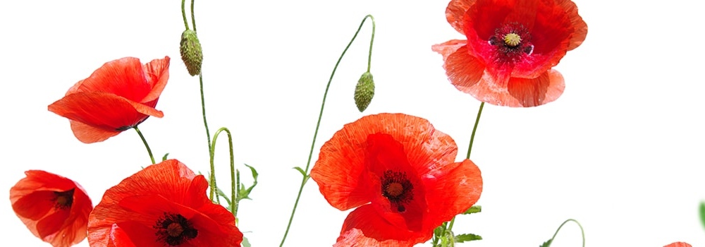 С Днем памяти и примирения!