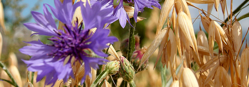Зі святом Трійці