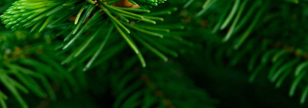 Хвойное мороженое